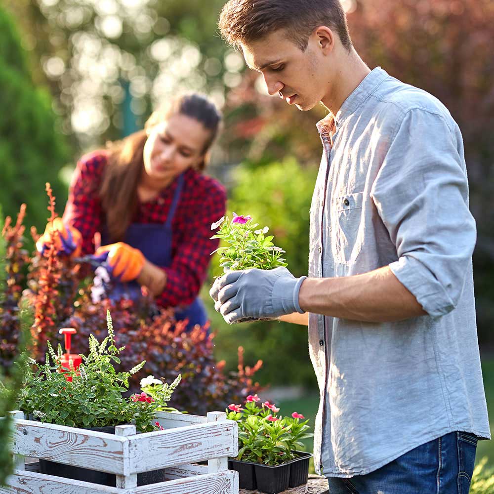 landscaper installing flowers